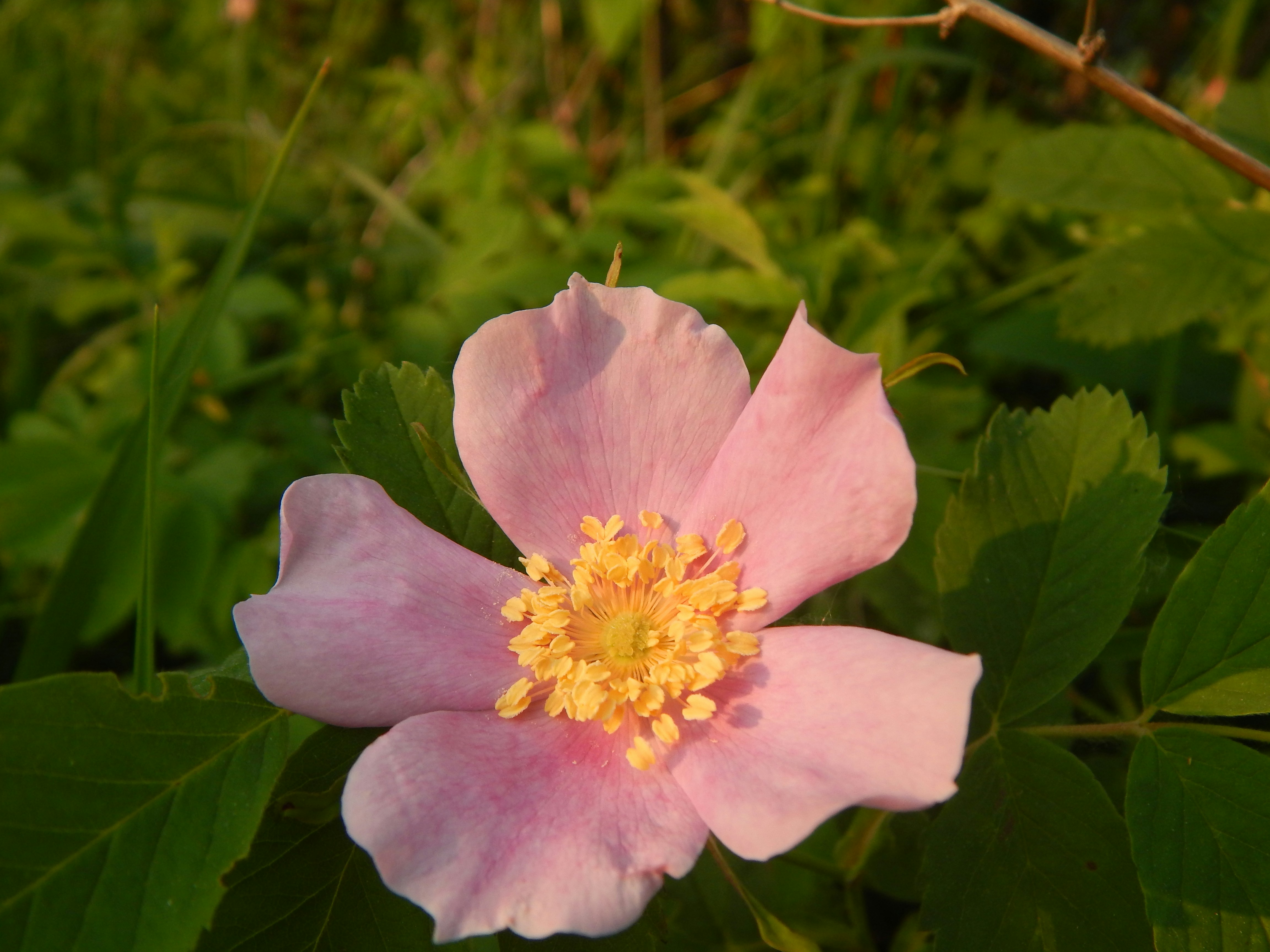 Photo by scarlettweiss