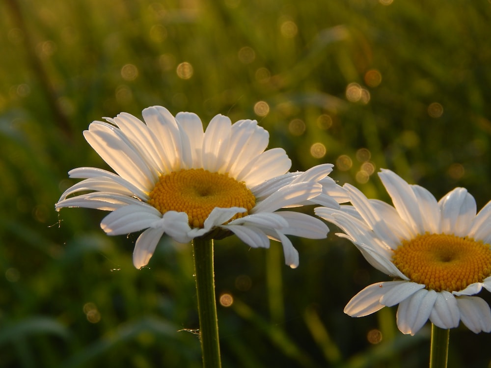 three white daisies in a field of green grass