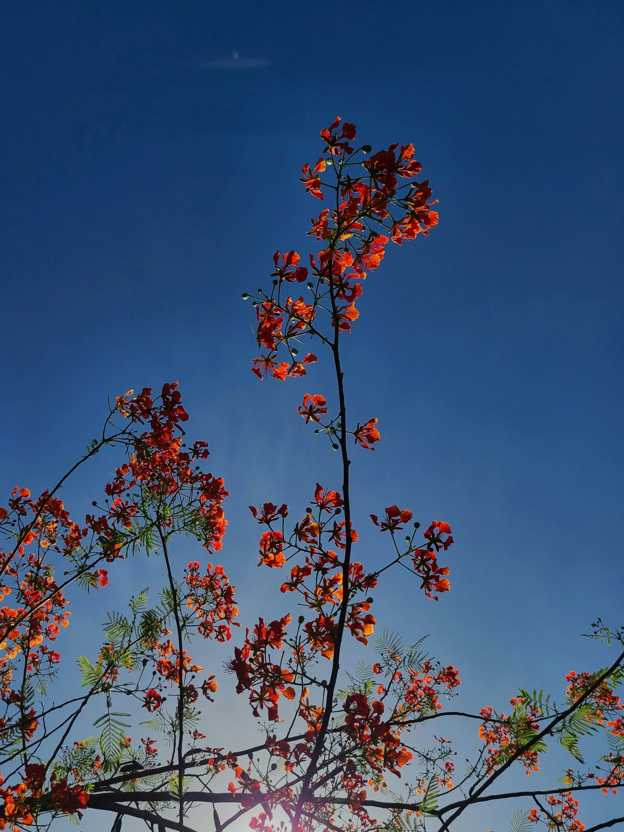 Photo by nickcardoso