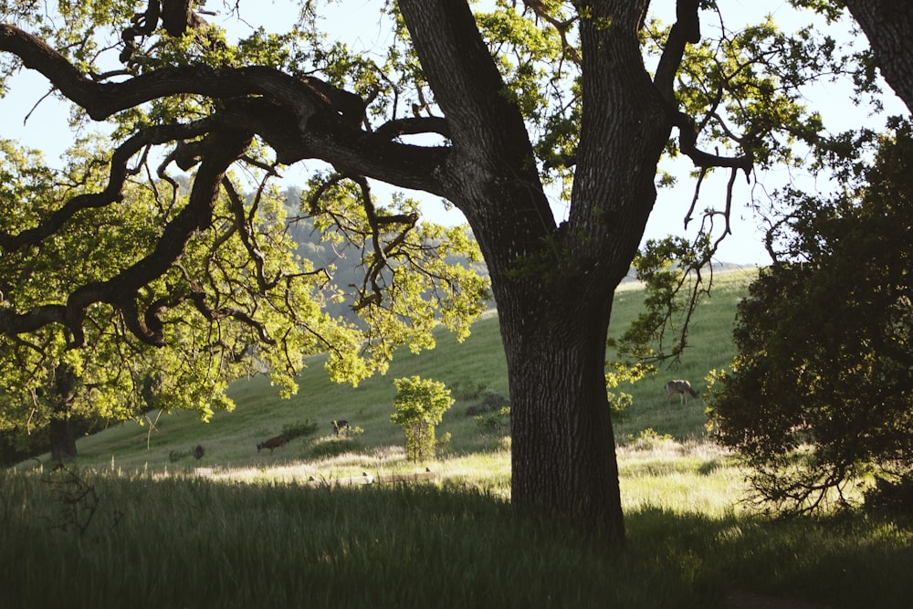 a large tree in a grassy field next to a hill