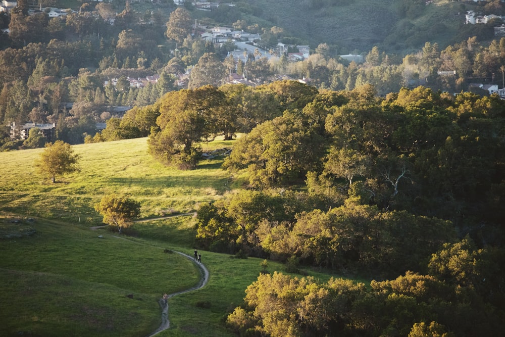 a lush green hillside covered in lots of trees