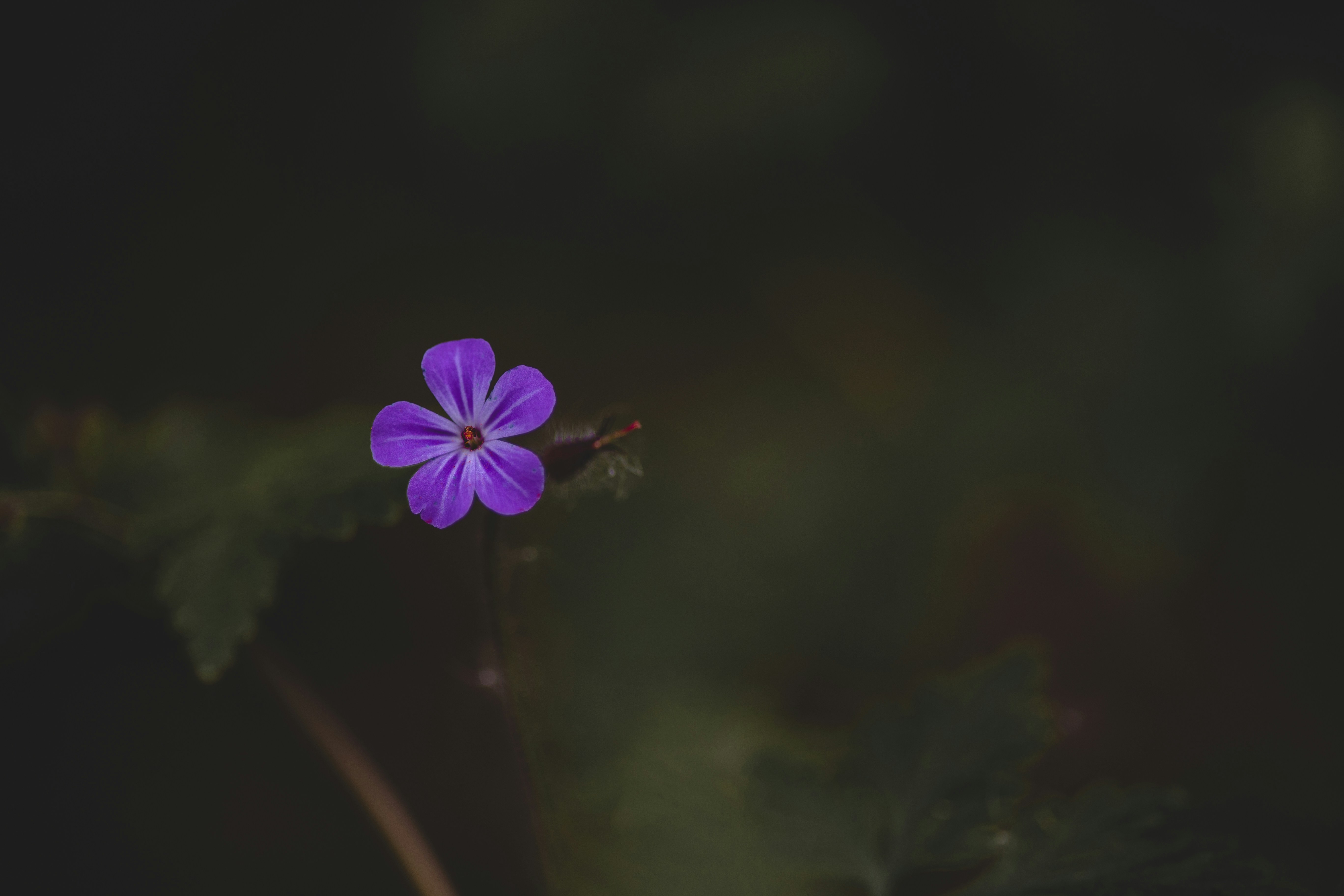 Photo by elisamoldovan