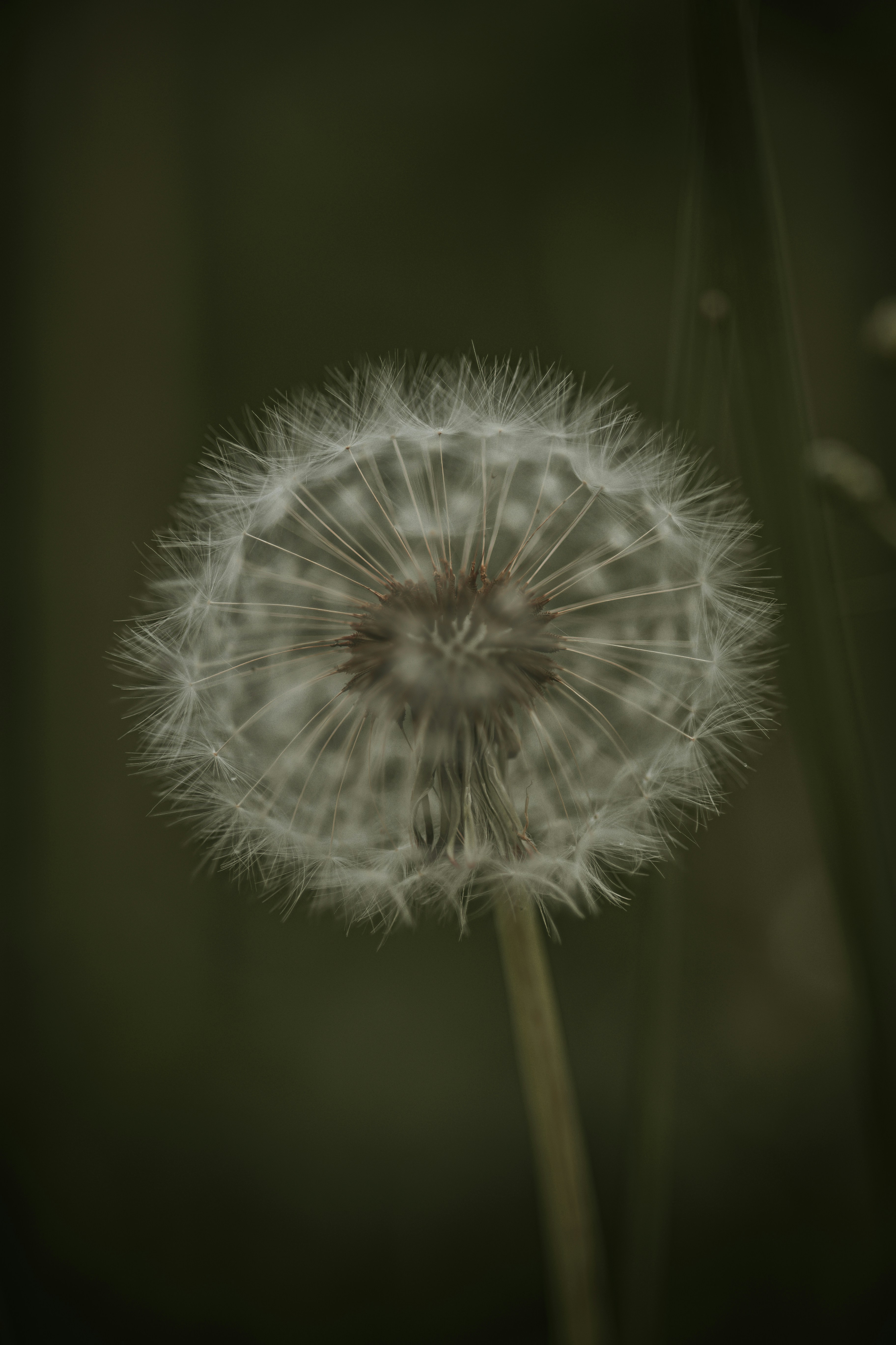 Photo by elisamoldovan