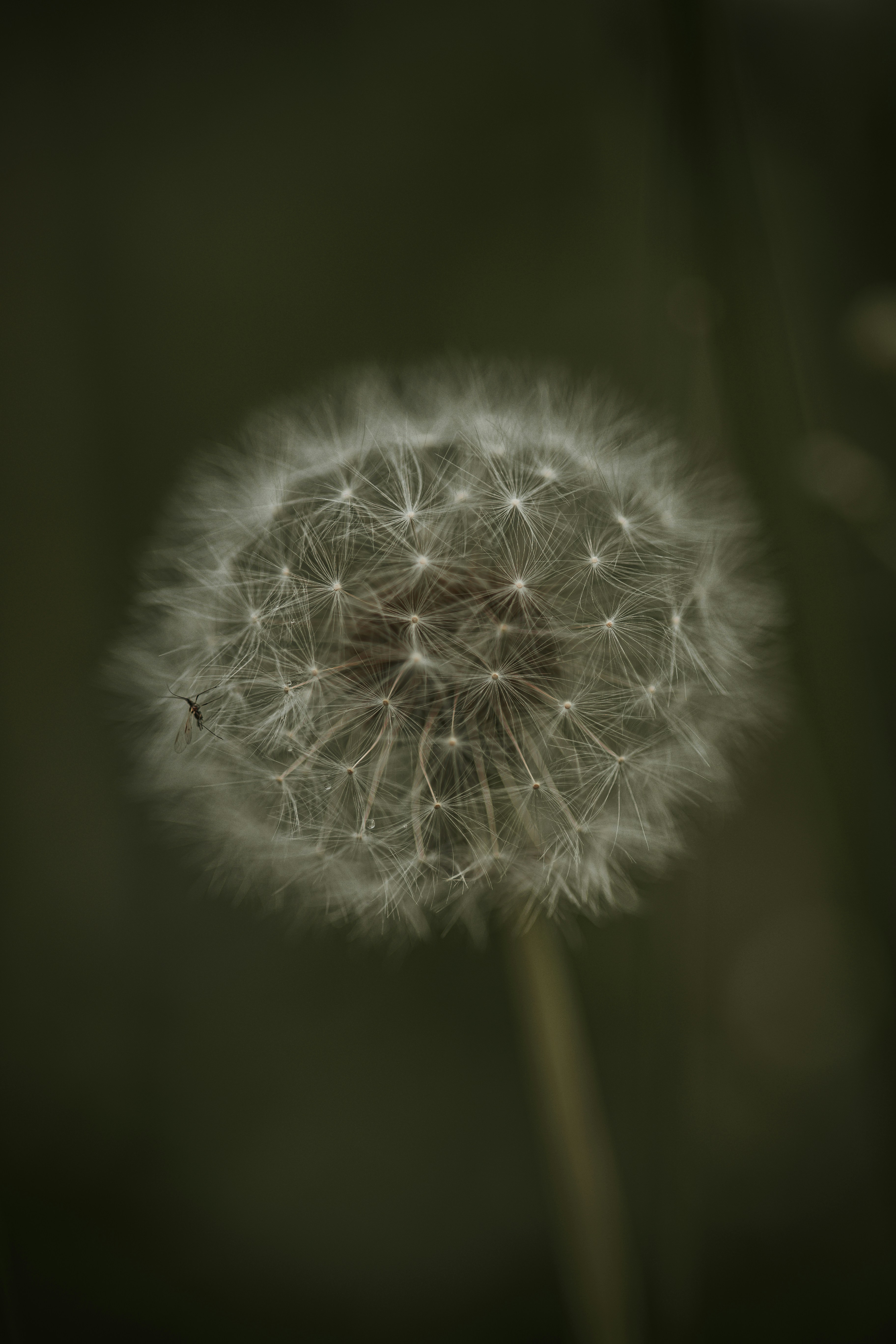 Photo by elisamoldovan