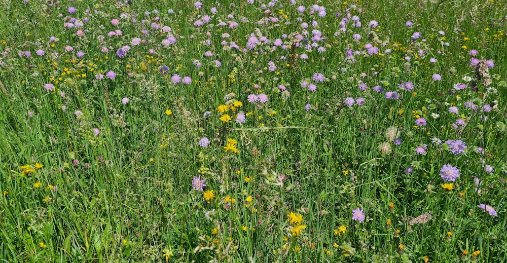 a field full of purple and yellow flowers