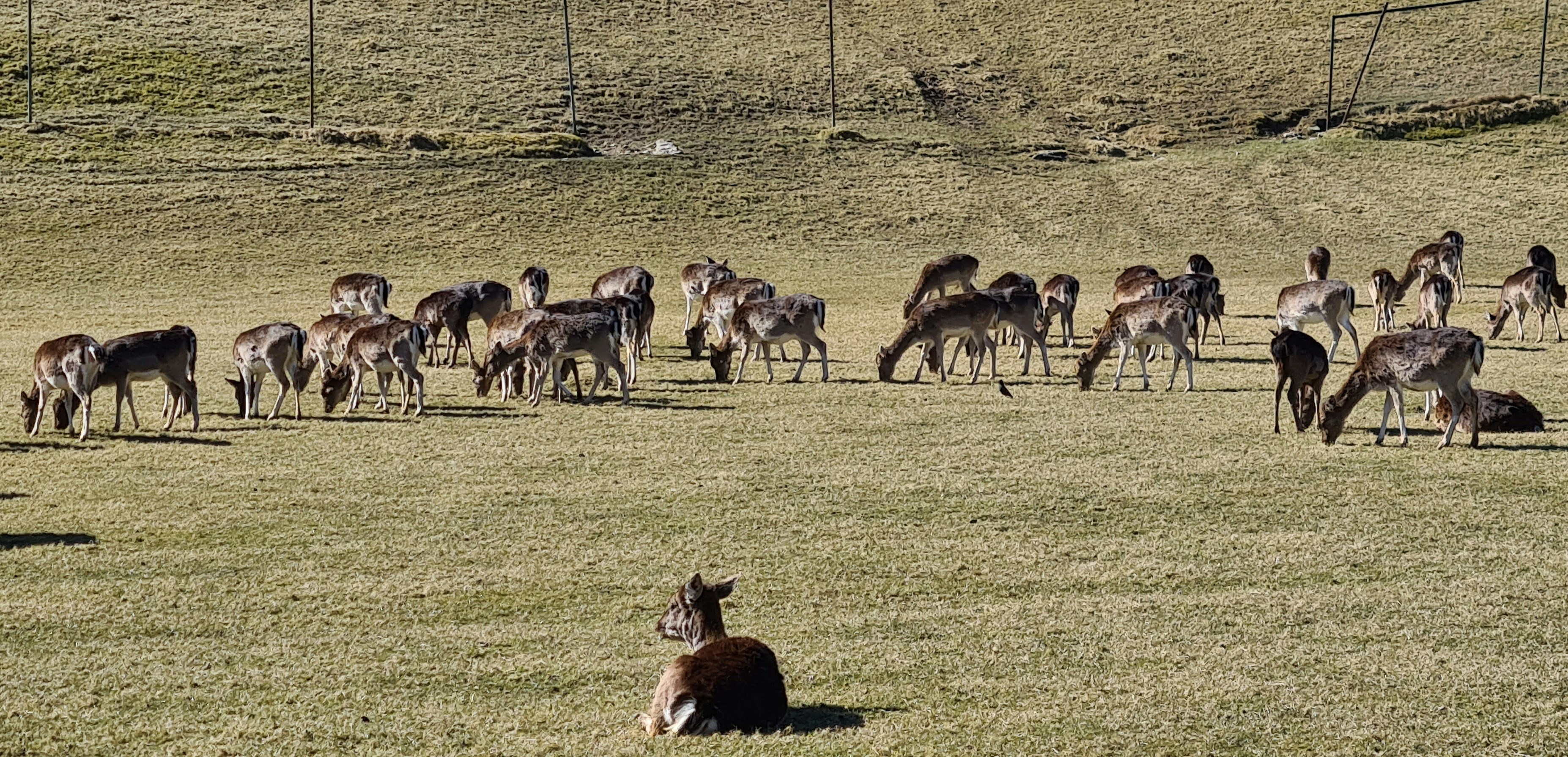 a herd of deer grazing on a lush green field