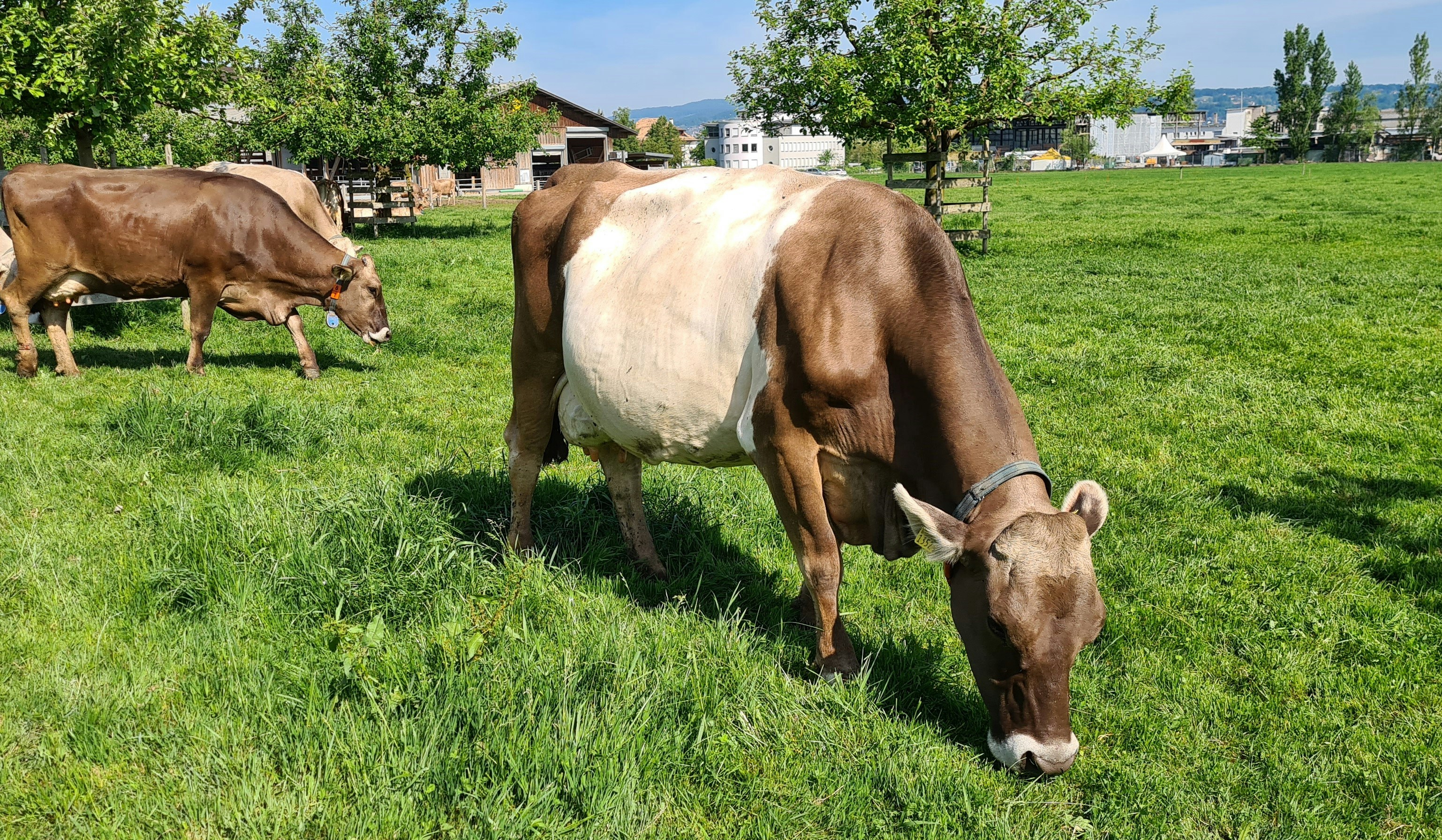 a brown and white cow grazing on a lush green field