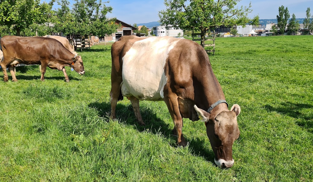 a brown and white cow grazing on a lush green field