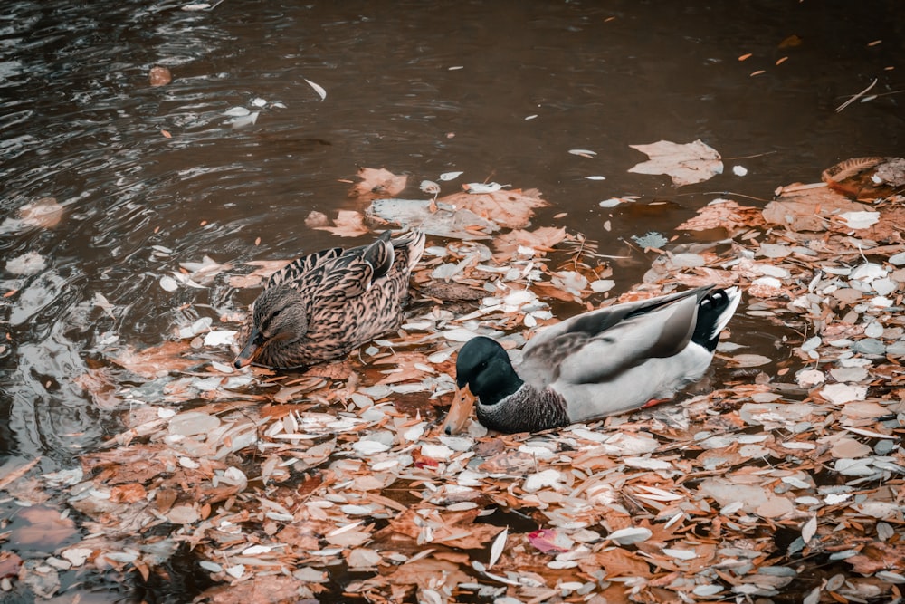 a couple of ducks floating on top of a body of water