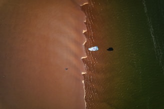 Aerial view of a surfer catching a wave near a sunlit beach in the Lakes Region.