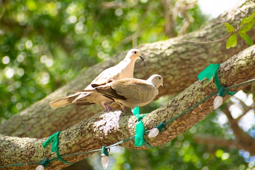 A lovely card featuring two turtle doves.