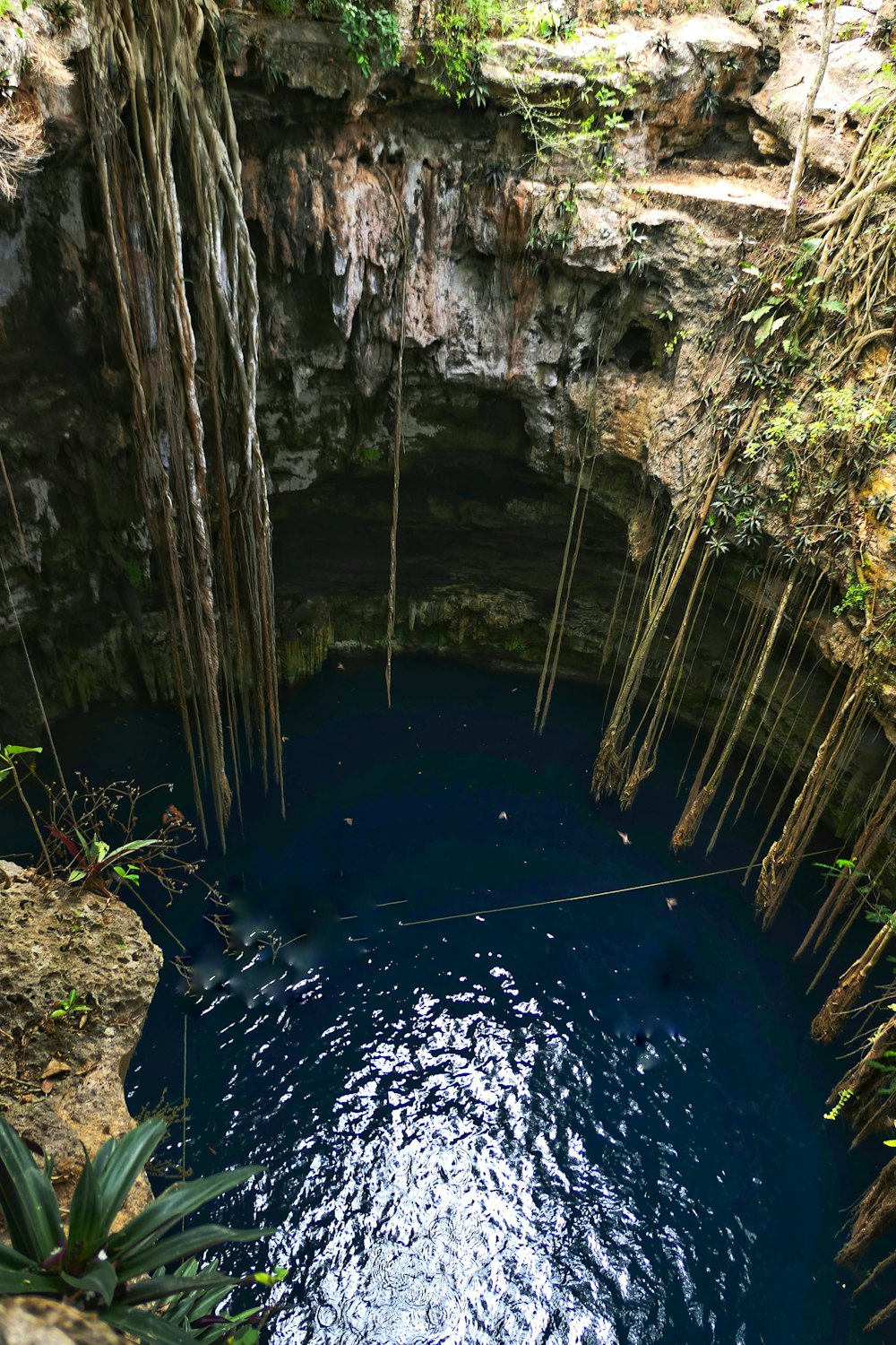 a blue pool in the middle of a jungle