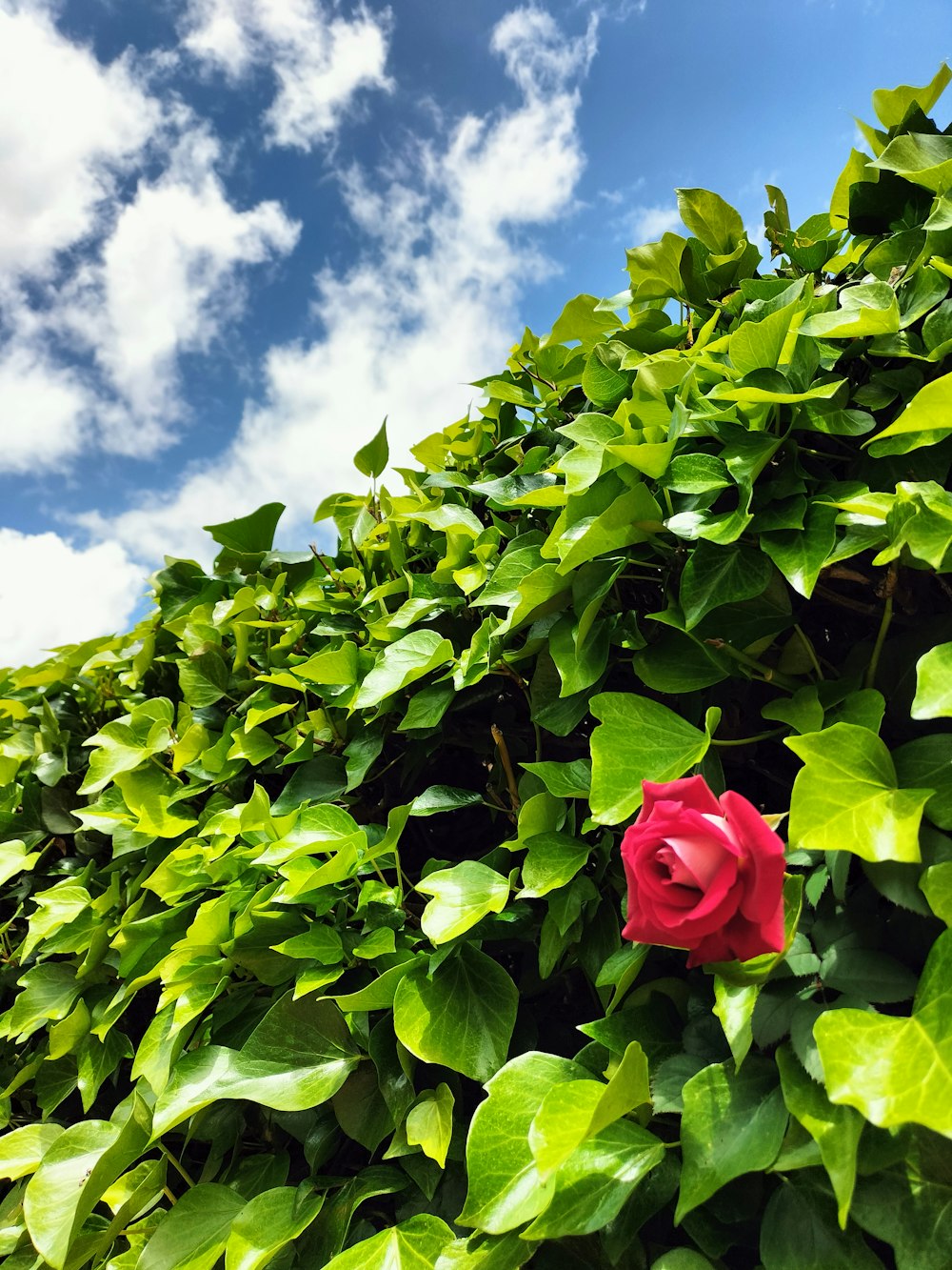 a red rose sitting on top of a lush green bush