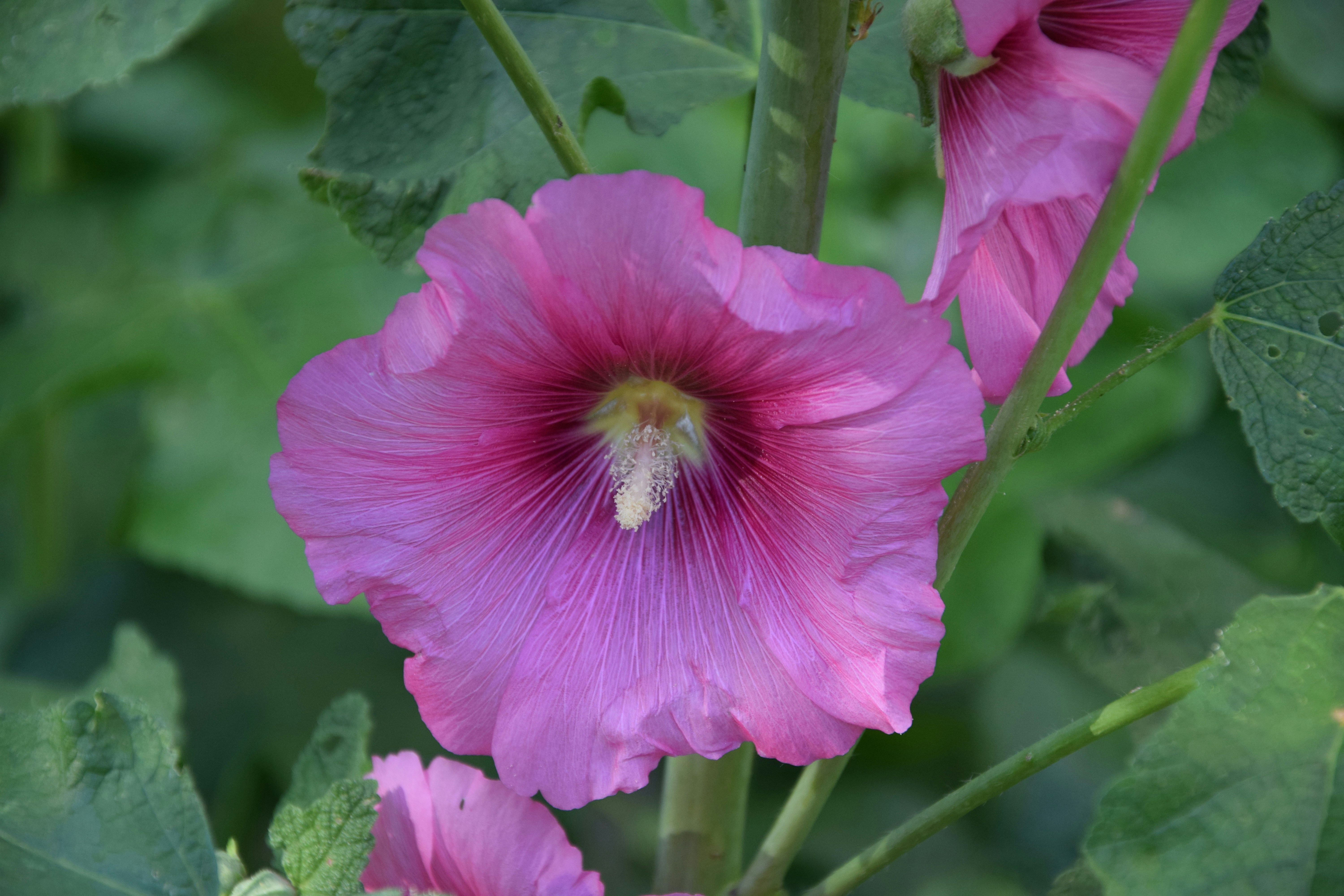 Photo by dnafairylady