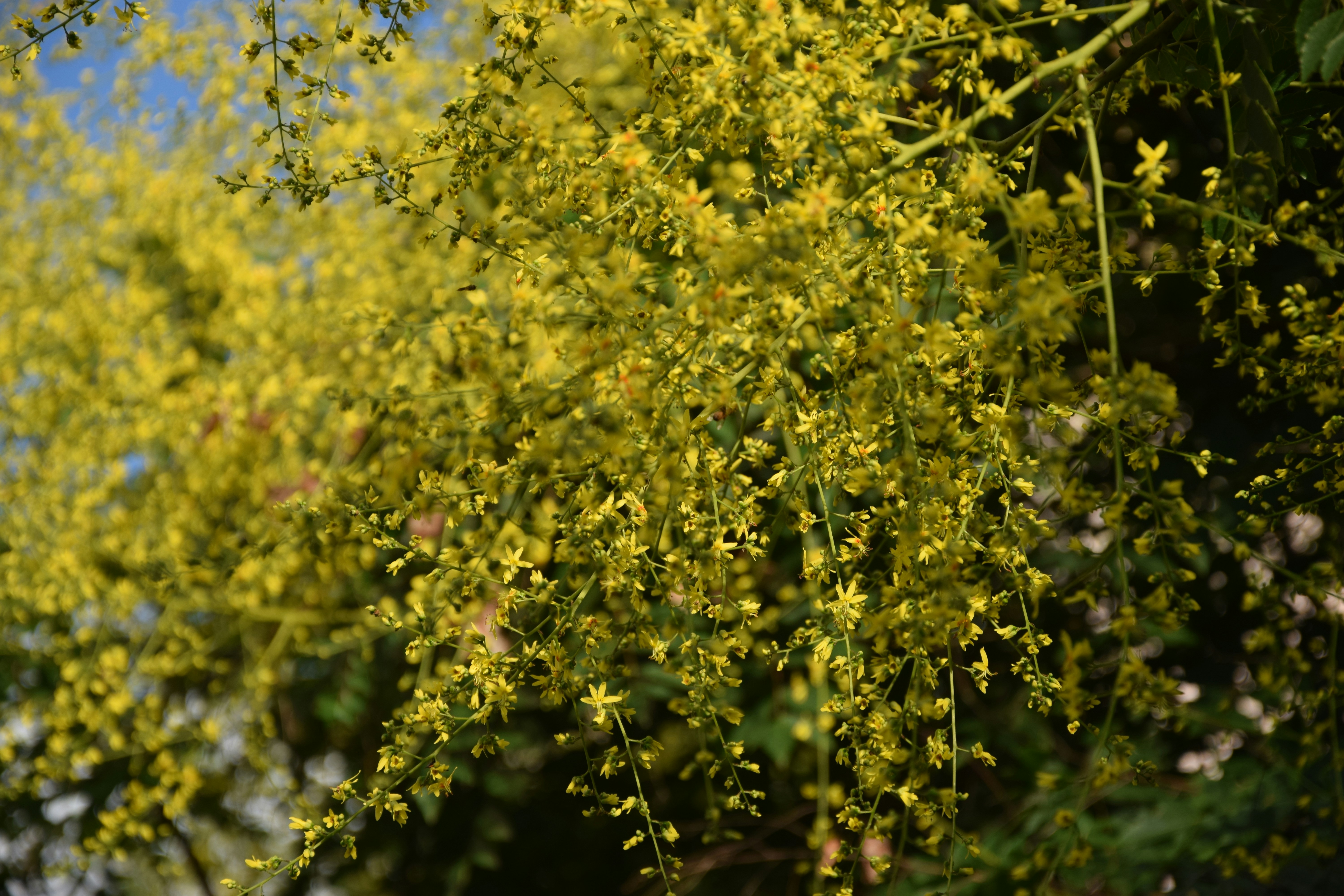 Photo by dnafairylady