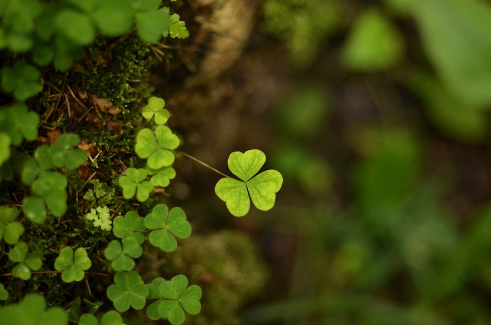 a four leaf clover in the middle of a forest