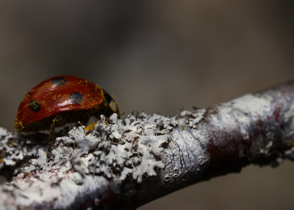 a lady bug sitting on top of a tree branch