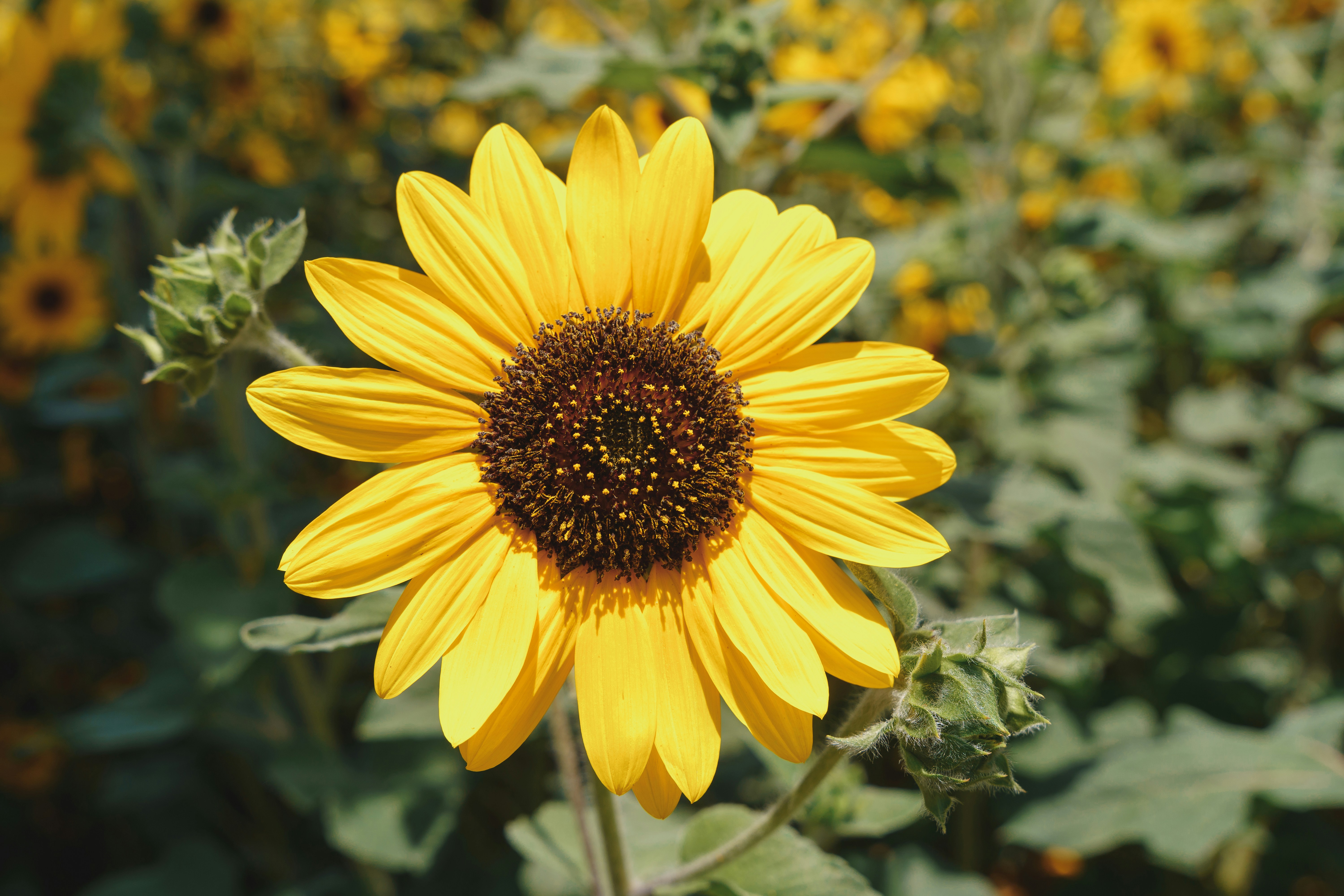 Photo by hisham_zayadneh