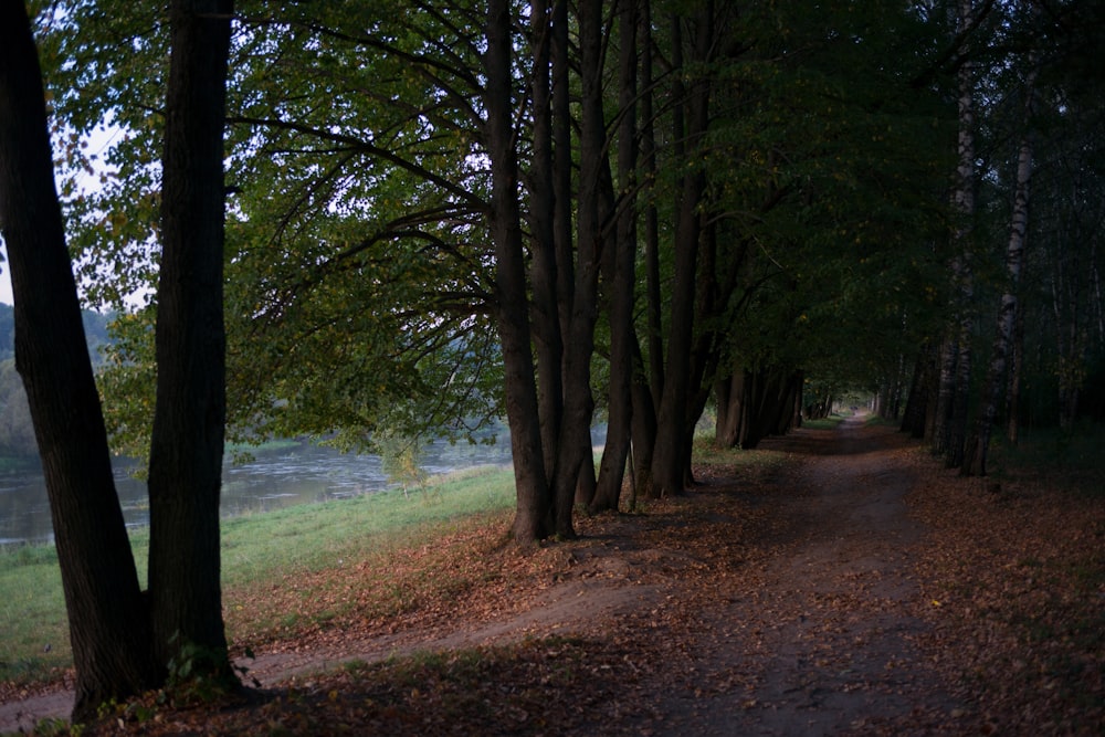 a dirt road surrounded by trees and grass