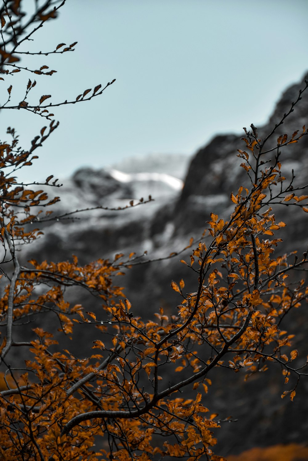 a tree with yellow leaves in front of a mountain