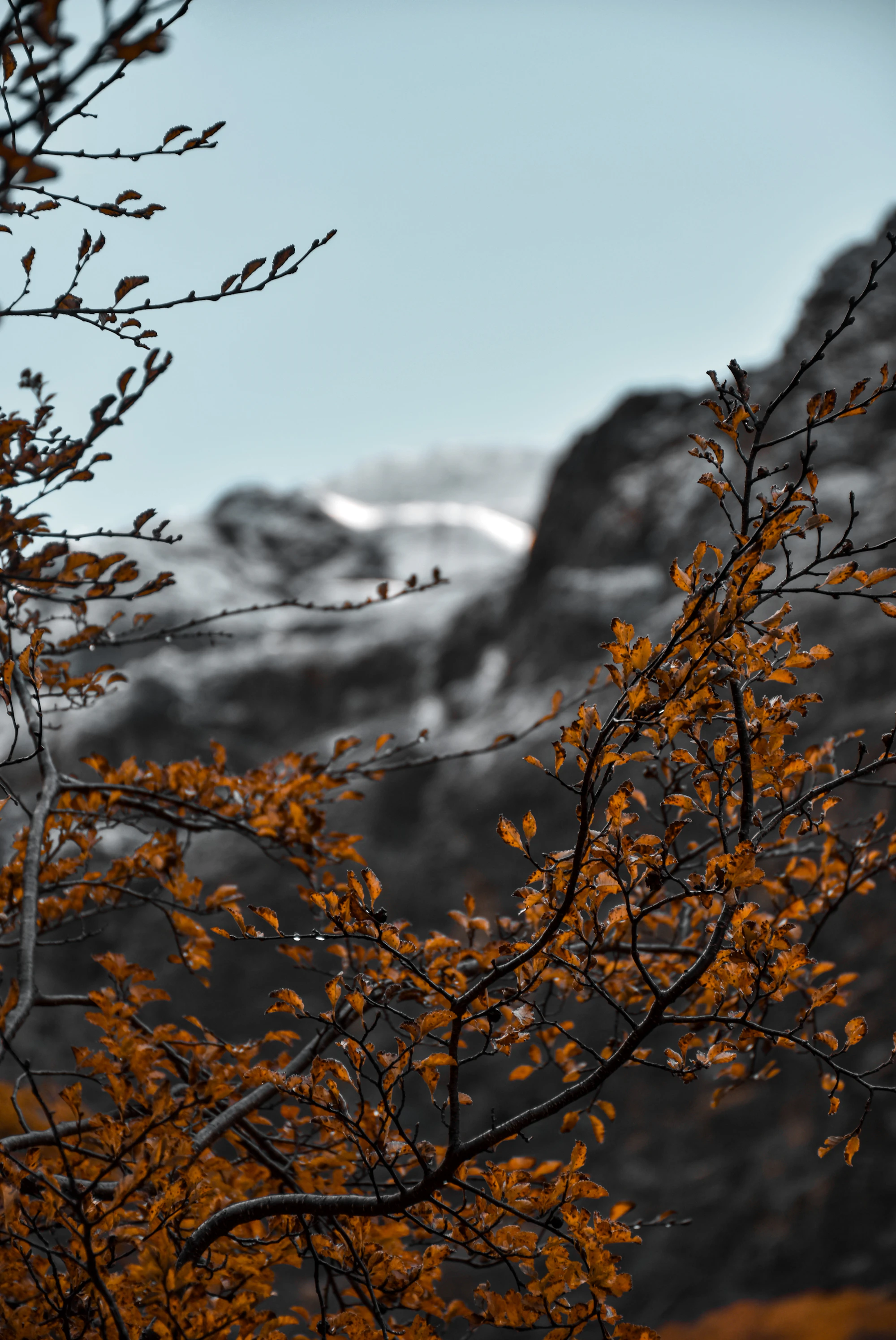 Árbol de hojas amarillas frente al cerro Tronador, cerca de Bariloche