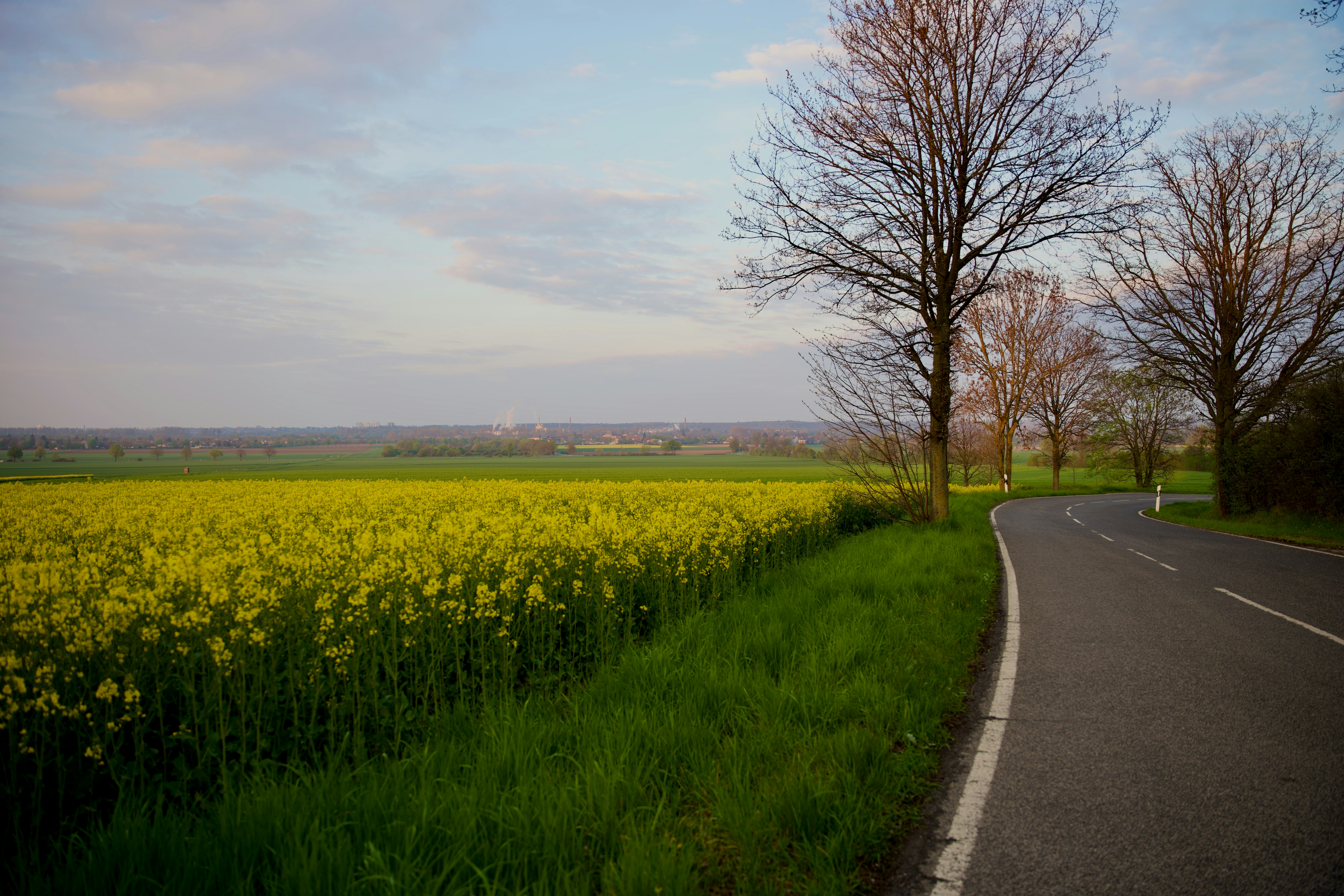 a road with a field of yellow flowers next to it