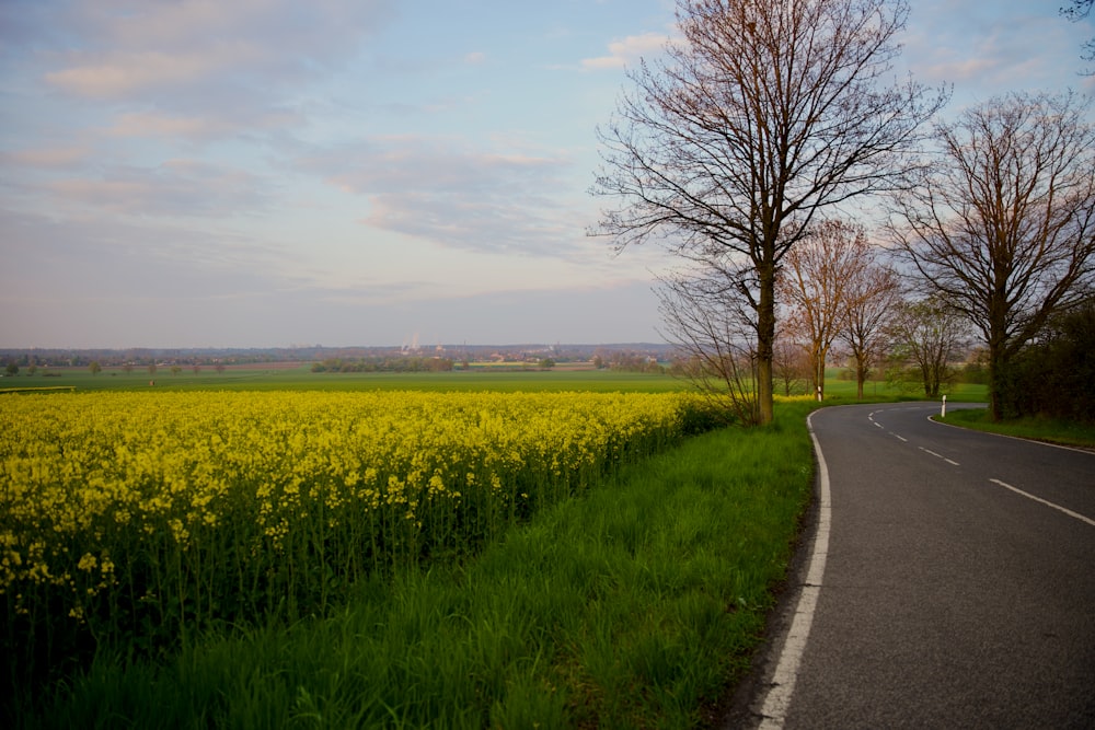 une route avec un champ de fleurs jaunes à côté
