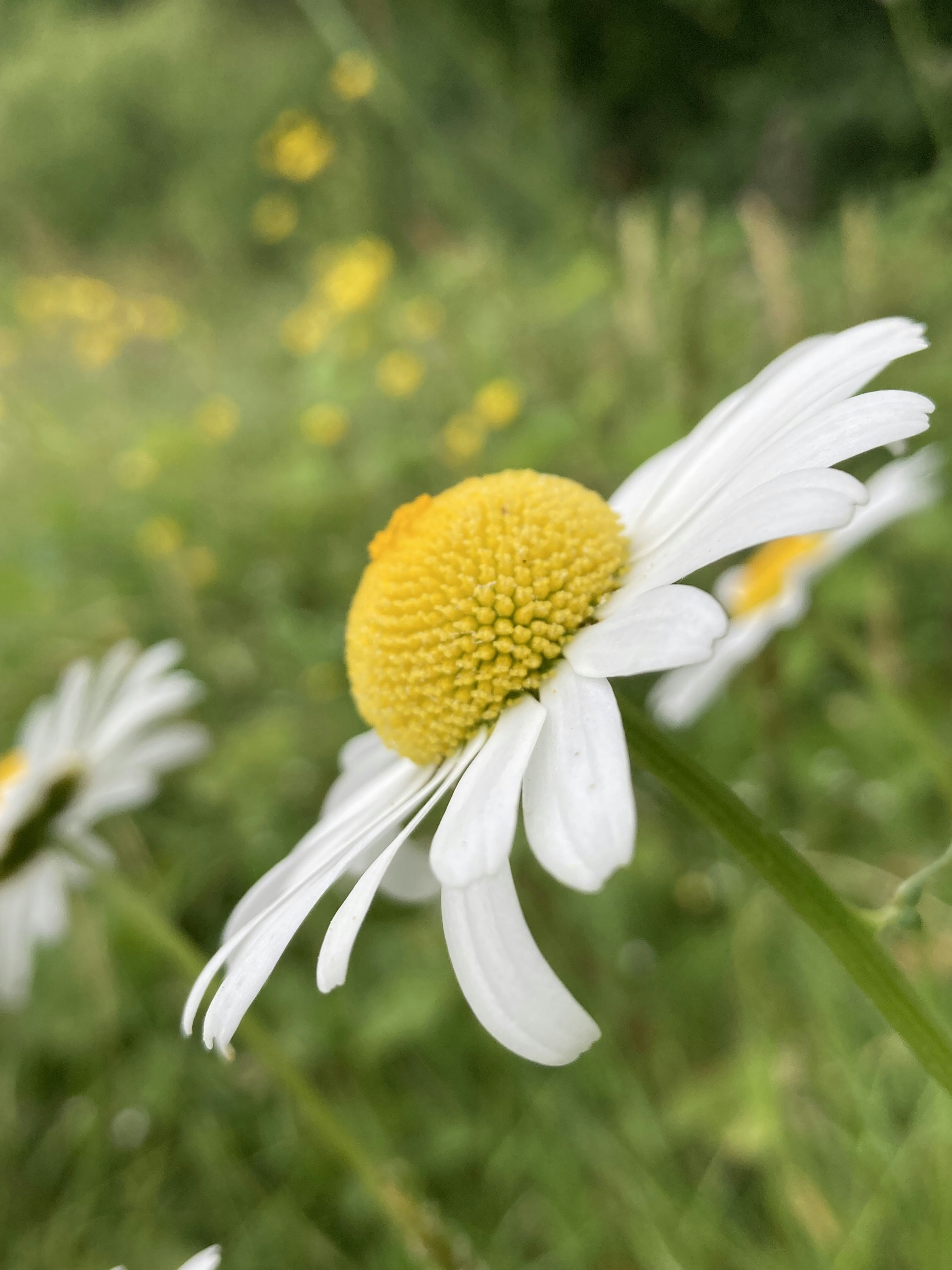 a close up of a white and yellow flower