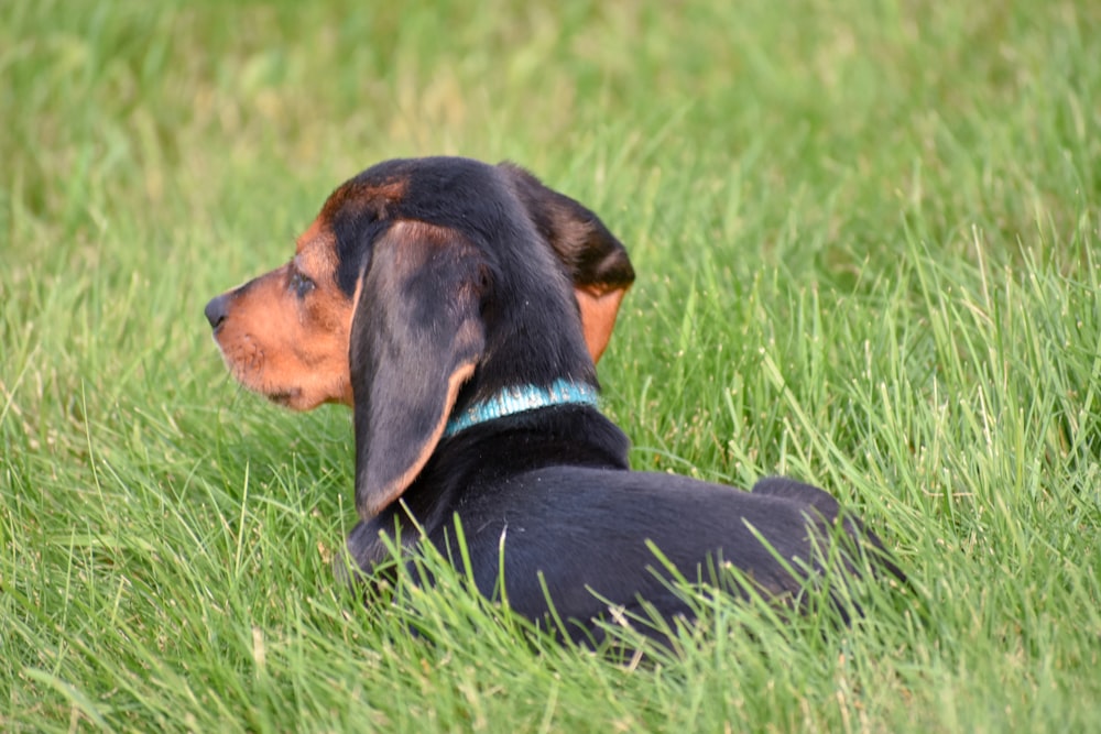 a black and brown dog laying in the grass