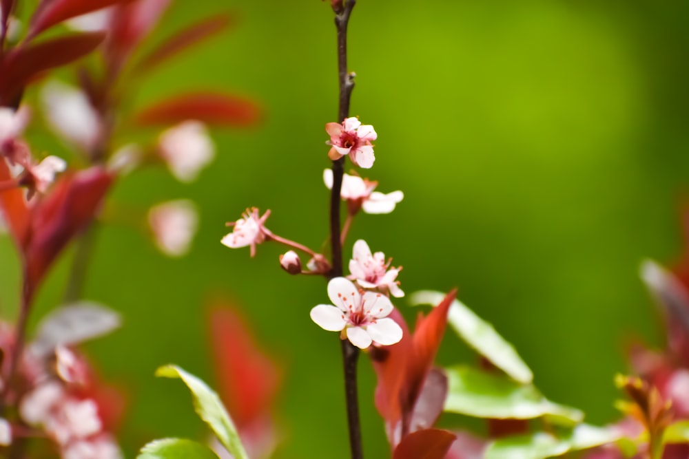 a close up of a flower on a plant