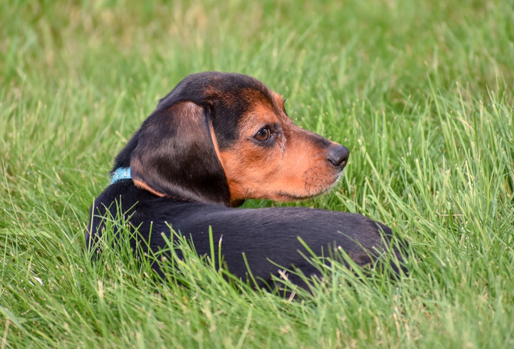 a small black and brown dog laying in the grass