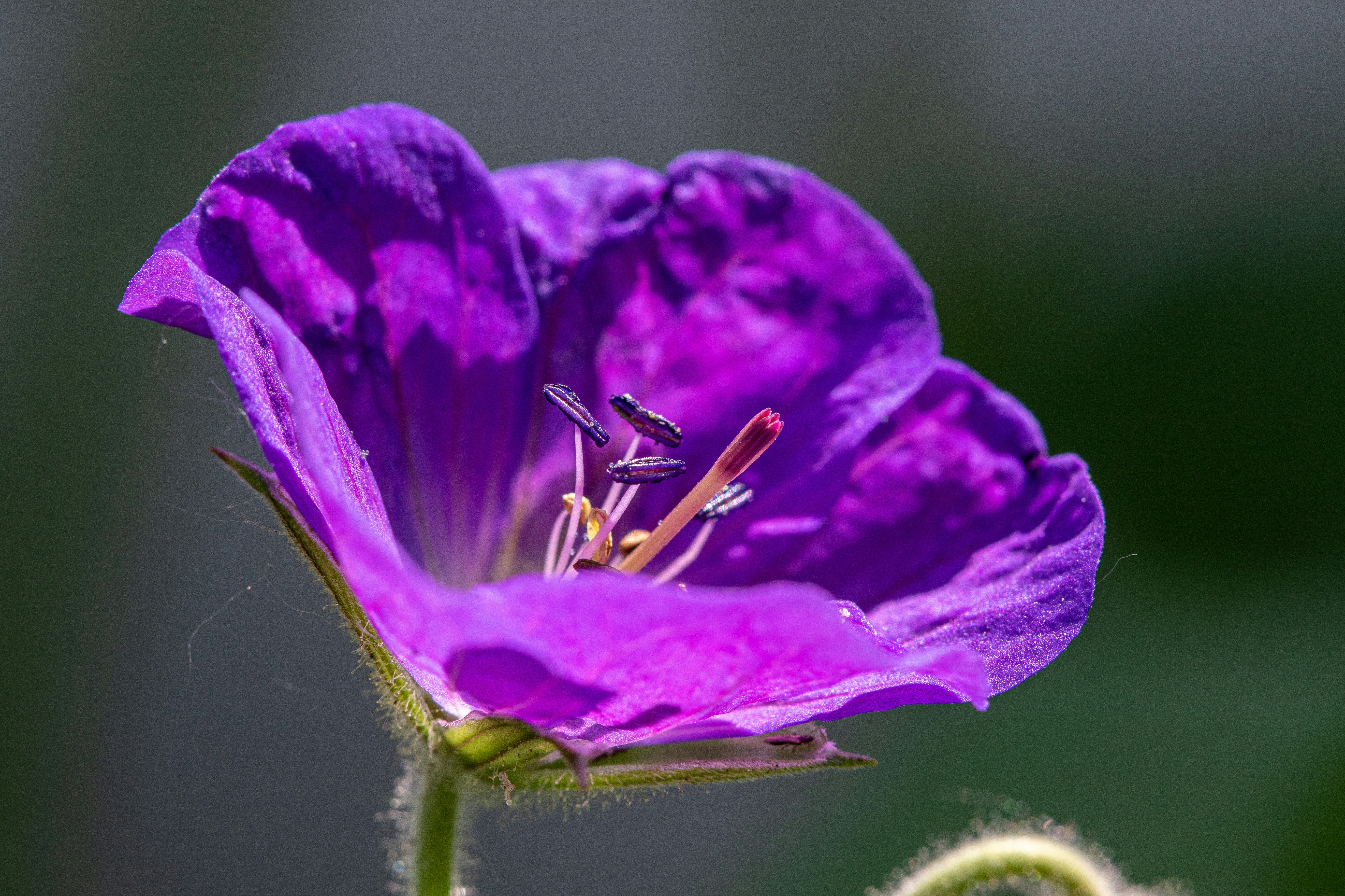 a close up of a purple flower with a blurry background
