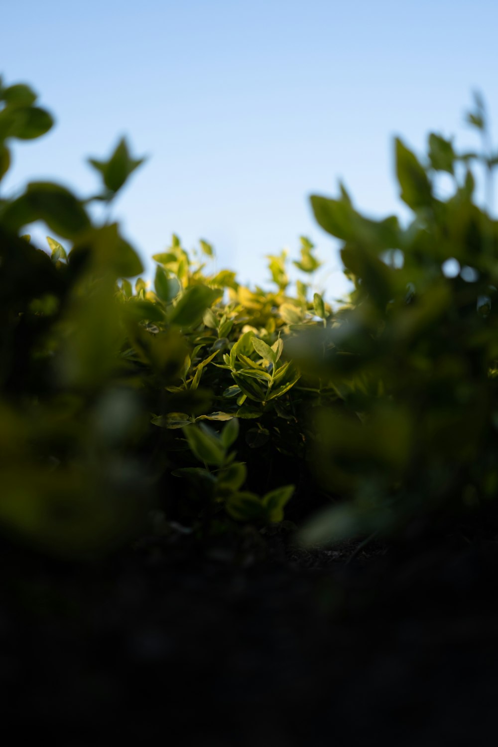 a close up of a bush with a blue sky in the background