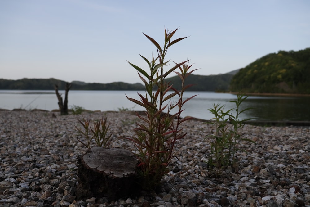 a tree stump sitting on top of a rocky beach