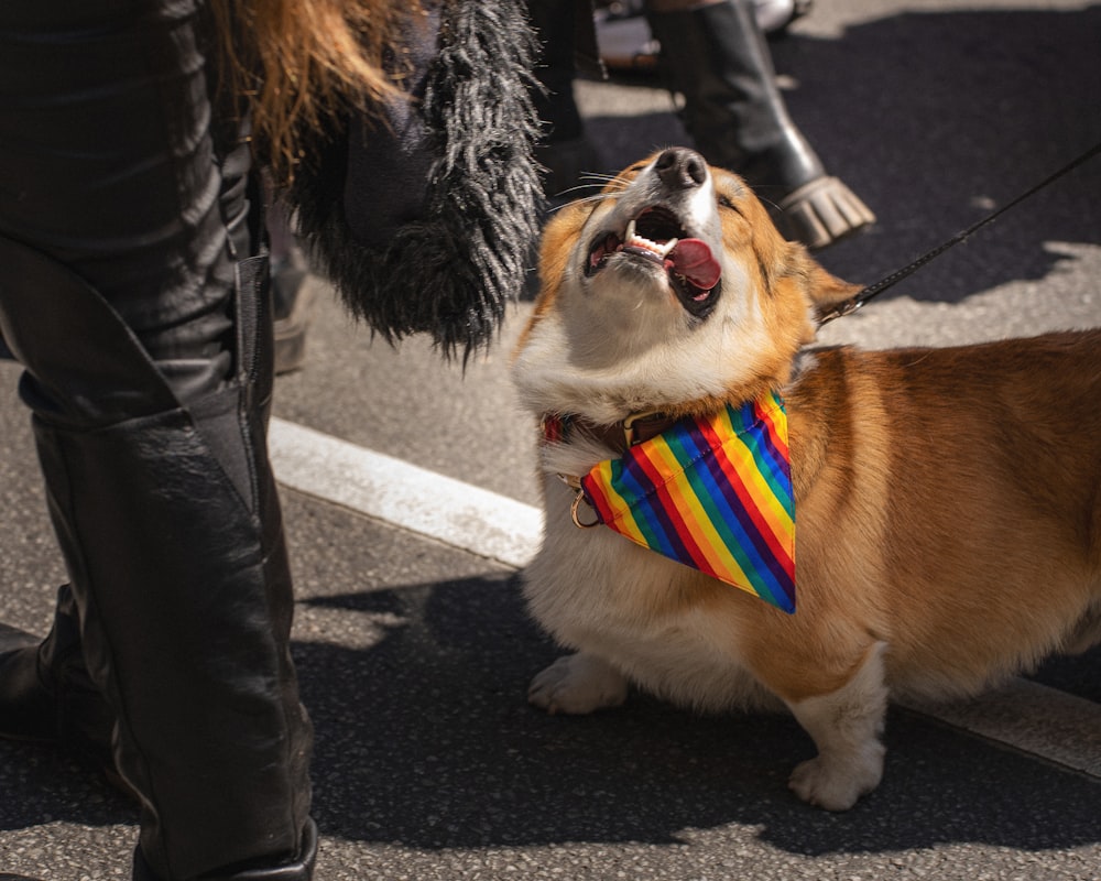 人の隣に立っている虹色の首輪を持つ犬