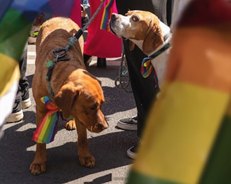 Two dogs with colorful rainbow bandanas around their necks stand on a street surrounded by people. One dog is light brown, and the other has a light brown and white coat. The background shows legs of people, some wearing bright clothing, and there are rainbow flags visible, suggesting a festive or pride event.