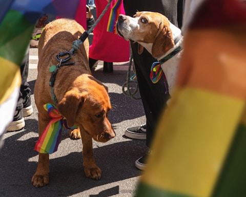 Two dogs with colorful rainbow bandanas around their necks stand on a street surrounded by people. One dog is light brown, and the other has a light brown and white coat. The background shows legs of people, some wearing bright clothing, and there are rainbow flags visible, suggesting a festive or pride event.
