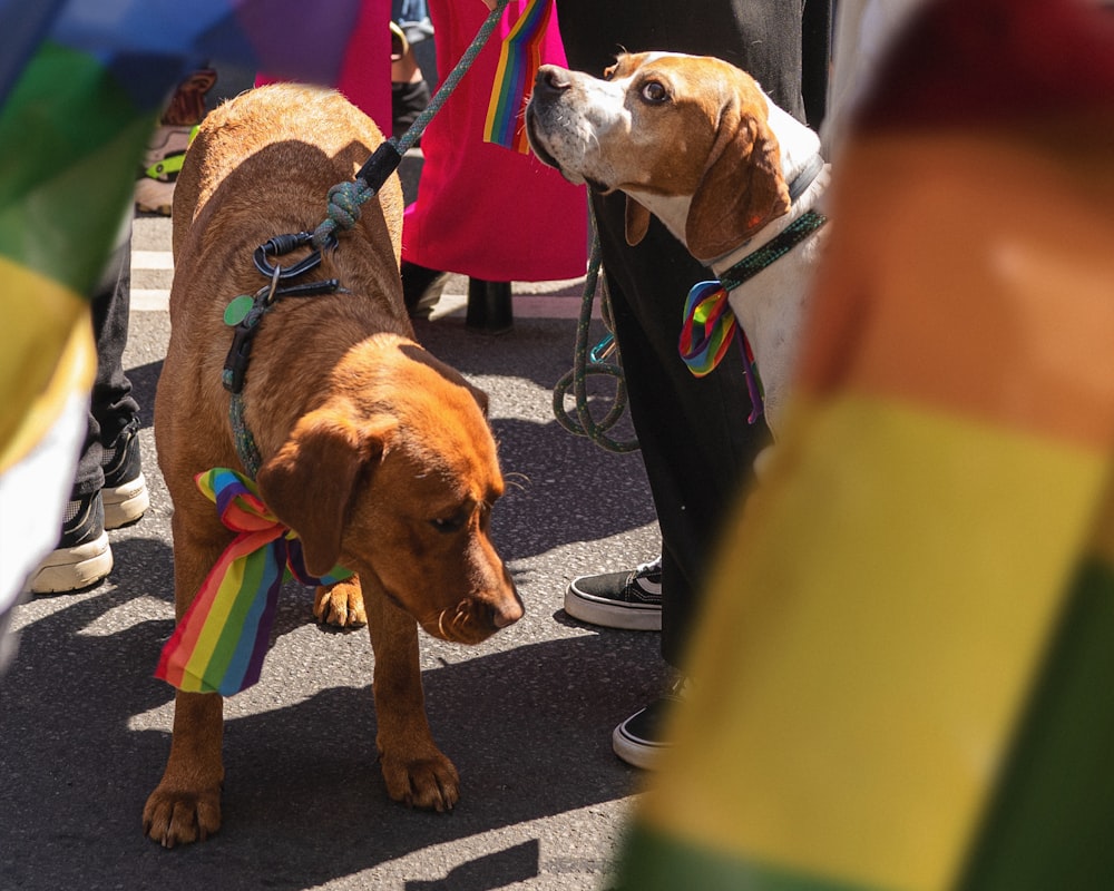 a couple of dogs standing next to each other