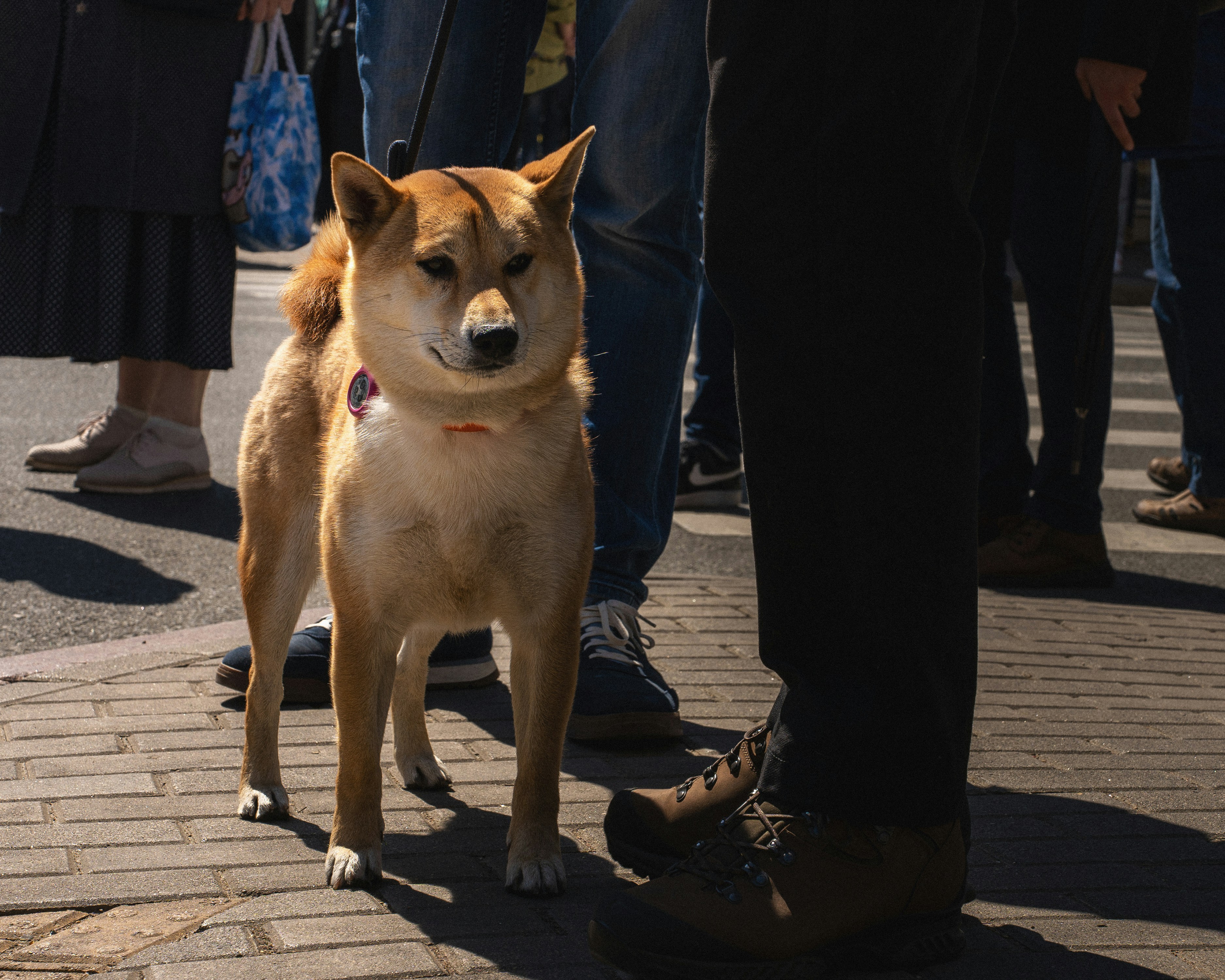 a brown dog standing on top of a brick walkway