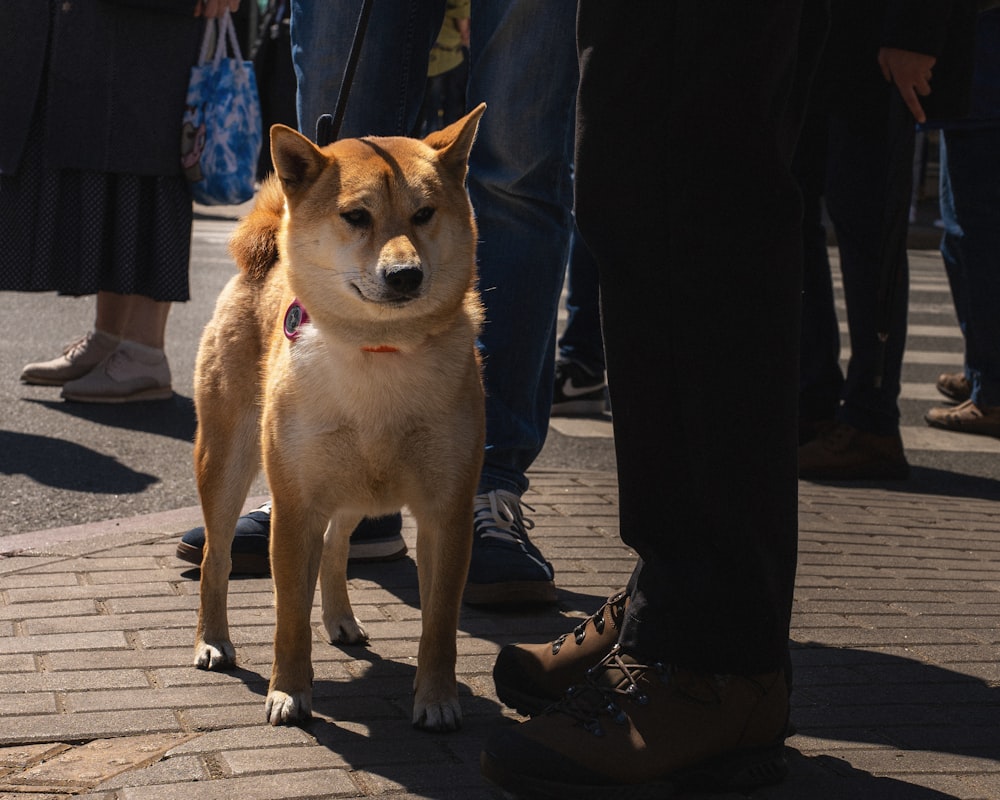 ein brauner Hund, der auf einem gemauerten Gehweg steht