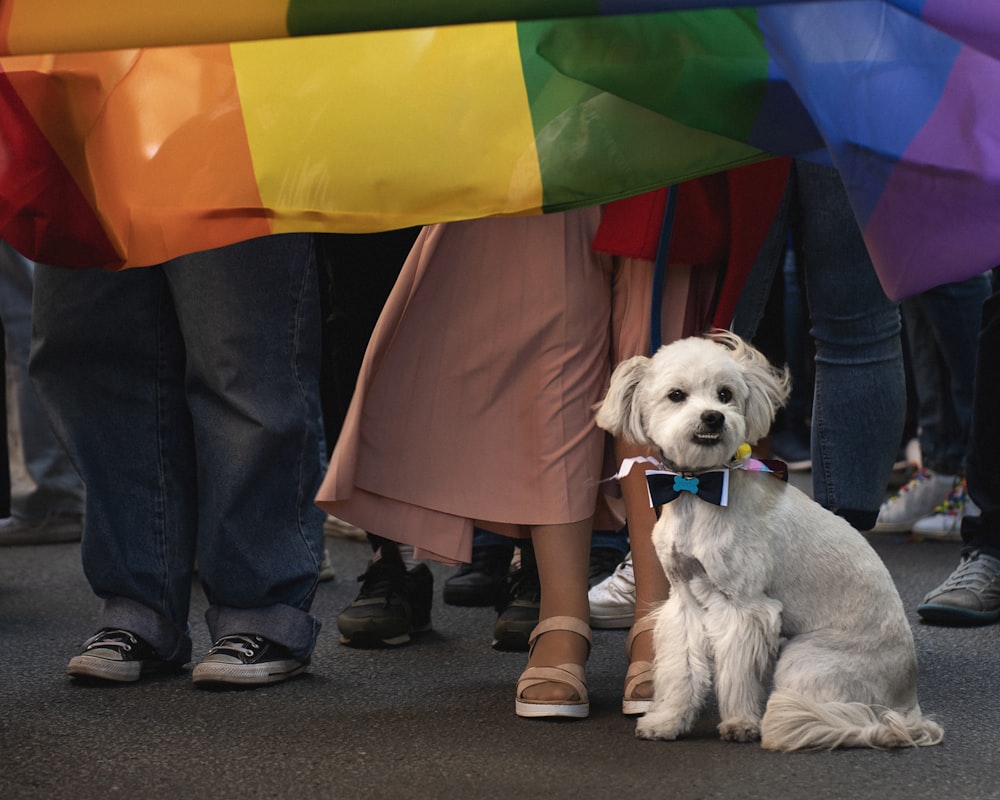 a small white dog sitting under a rainbow flag