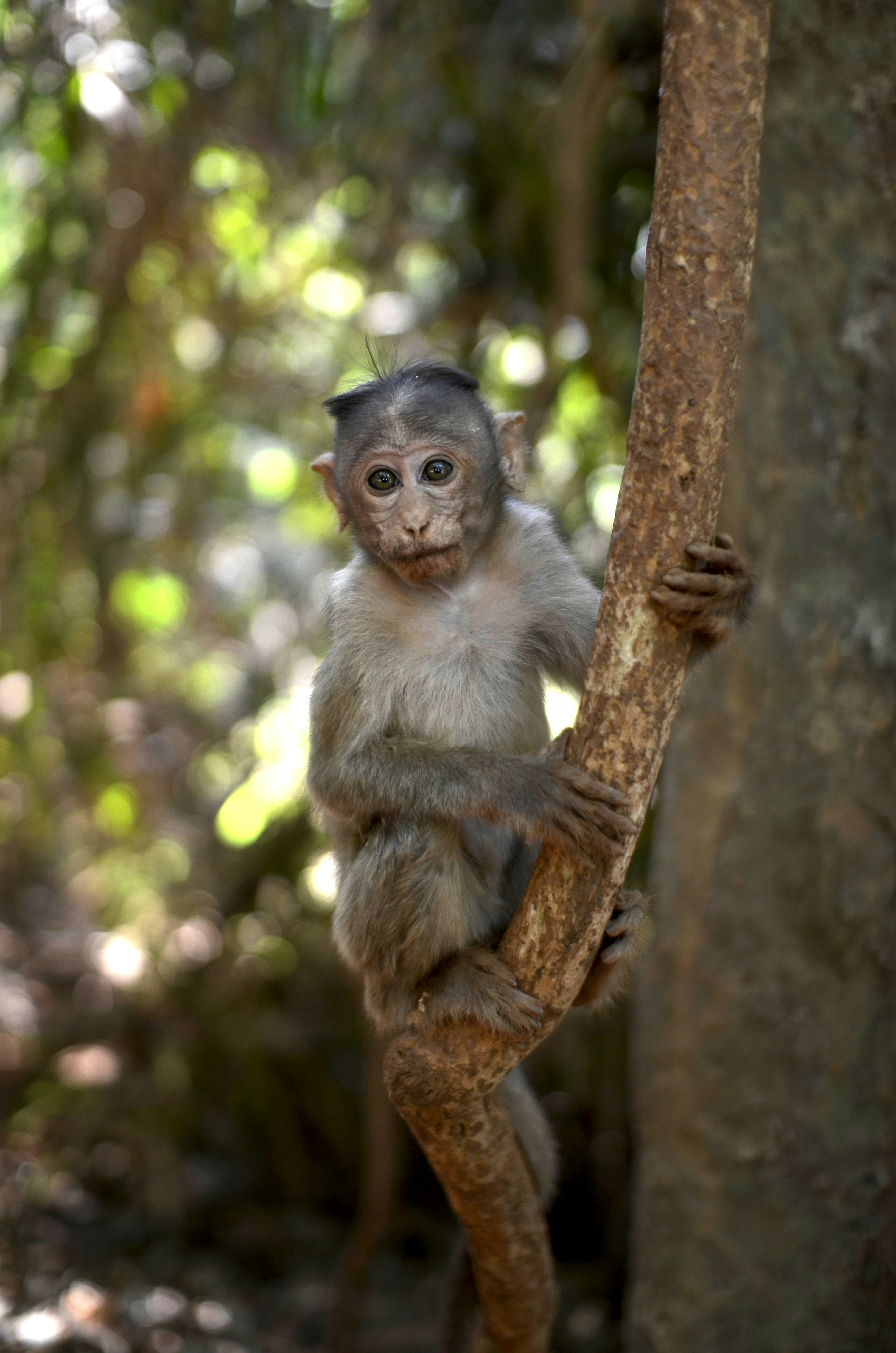 a small monkey sitting on top of a tree branch