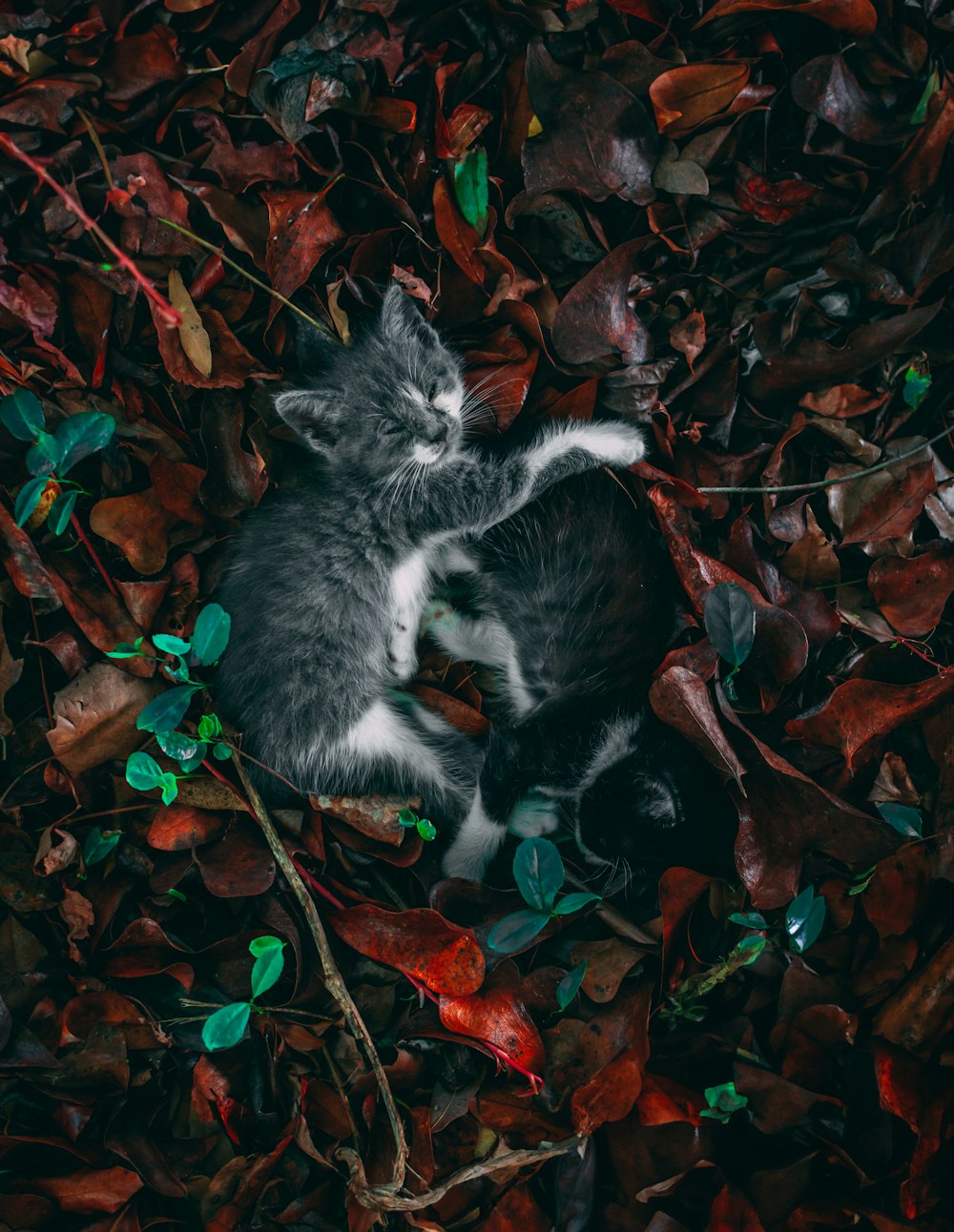 a kitten laying on top of a pile of leaves
