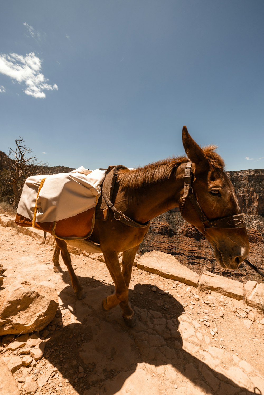 a brown horse with a white blanket on it's back