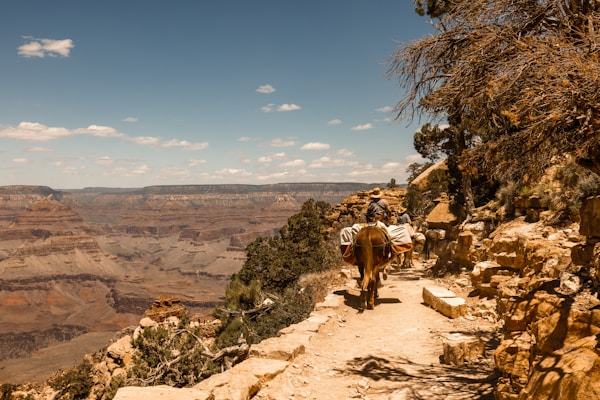 A rugged canyon landscape stretches out under a clear blue sky with scattered clouds. The rocky terrain features layered cliffs and expansive vistas. In the foreground, a group of individuals is traveling on a narrow trail while riding mules, suggesting a traditional or adventurous journey. Vegetation, primarily consisting of desert shrubs and a few trees, lines the pathway.