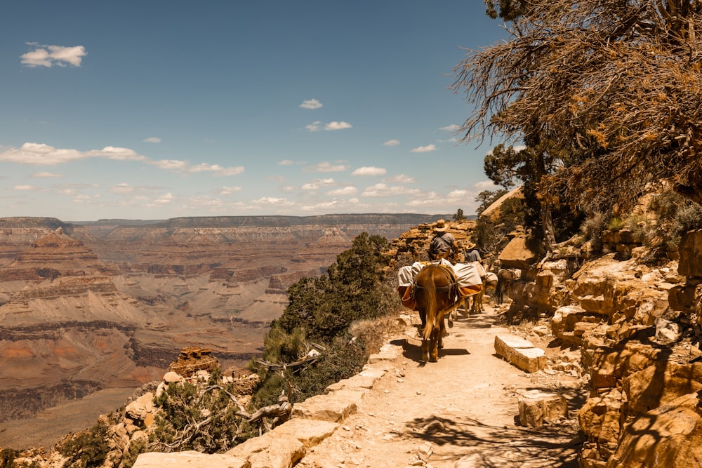 a group of people riding horses down a trail