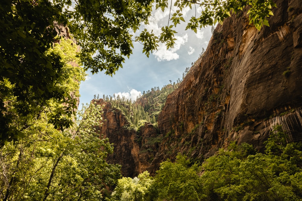 a lush green forest filled with lots of trees