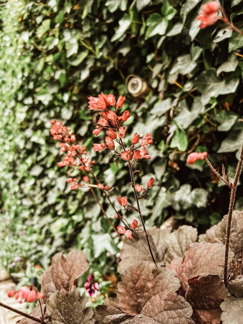 a plant with red flowers in front of a green wall