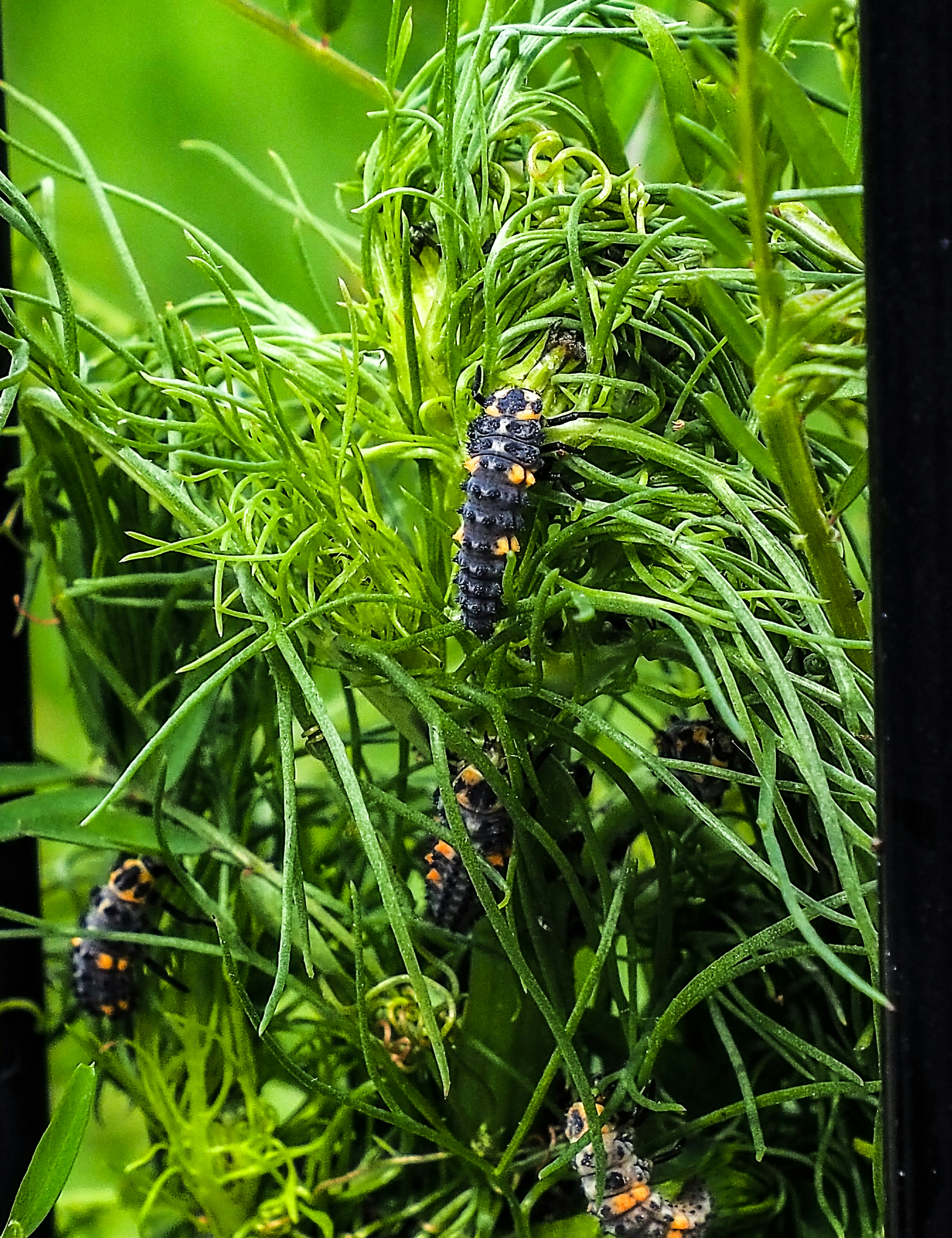 Un groupe d’insectes assis au sommet d’une plante verte