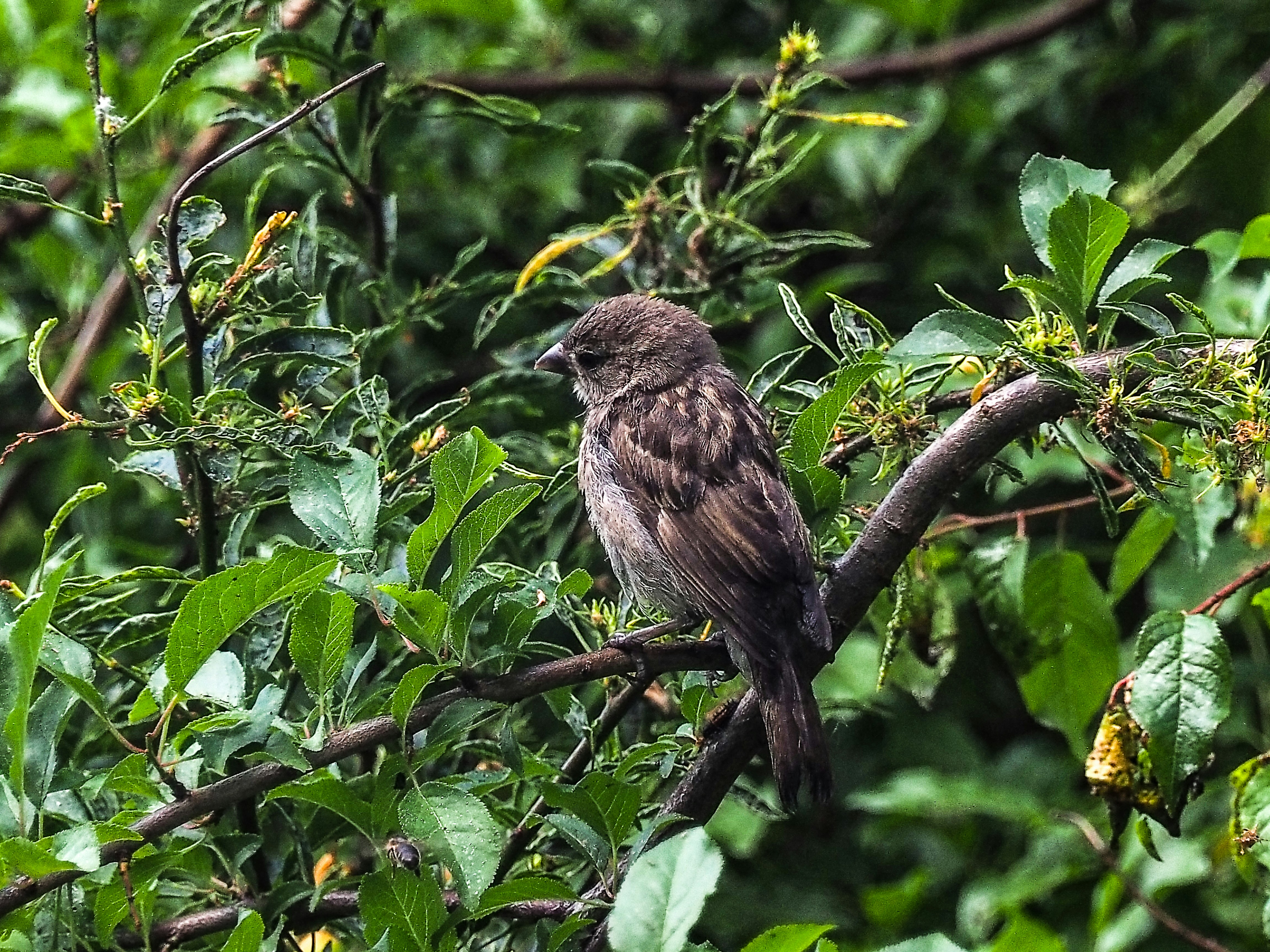 un oiseau assis sur une branche dans un arbre